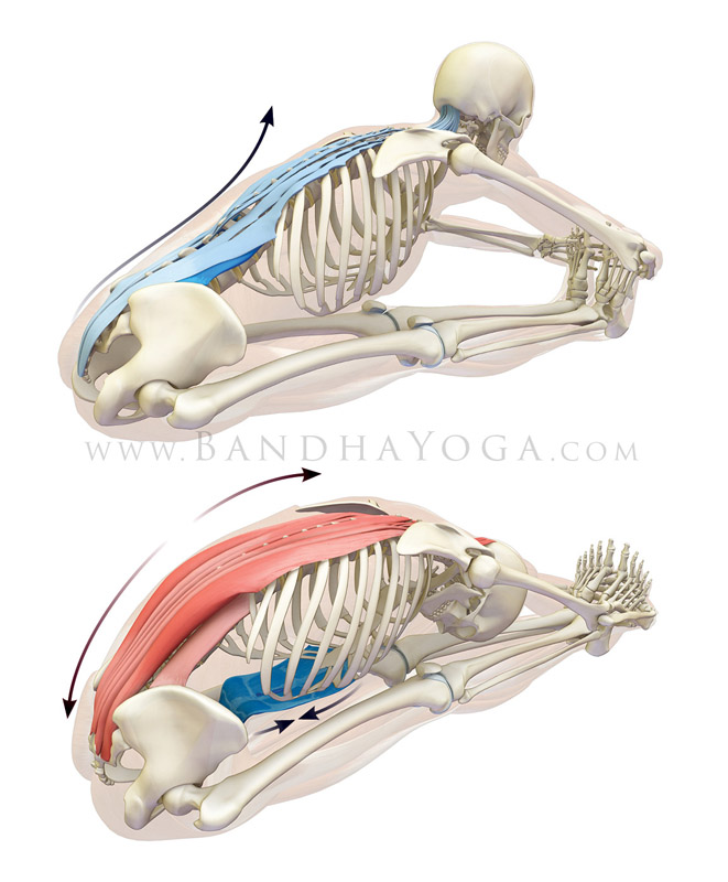 Paschimottanasana - This image is from Anatomy for Hip Openers and Forward Bends . Showing a facilitated stretch of the erector spinae muscles.
